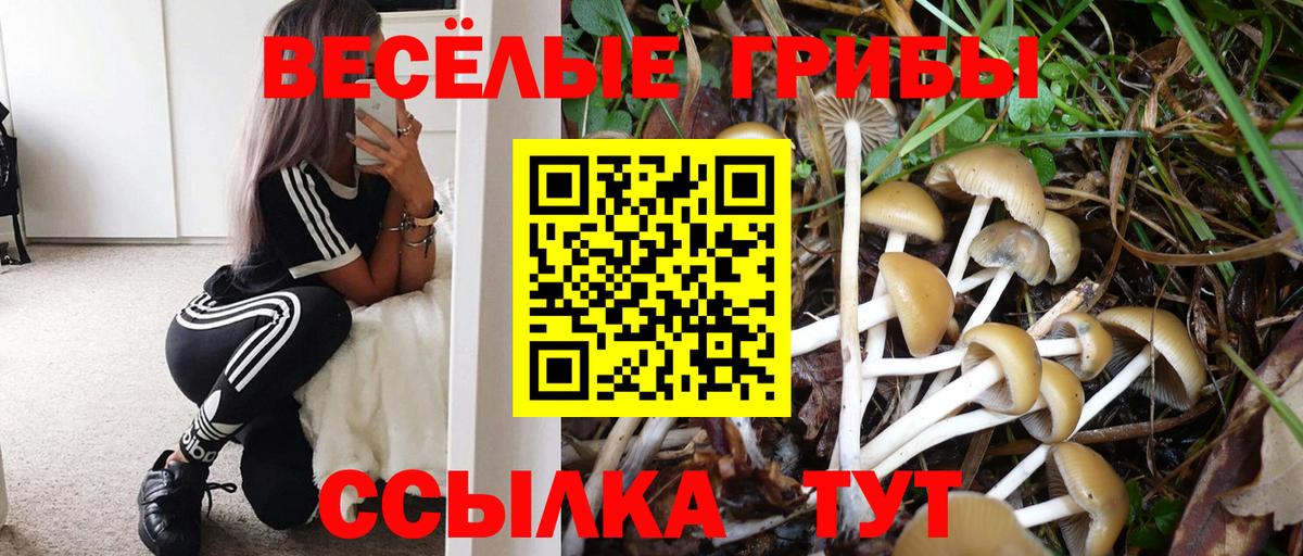 Псилоцибиновые грибы ЛСД  как найти   Озёры  Вход с VPN 